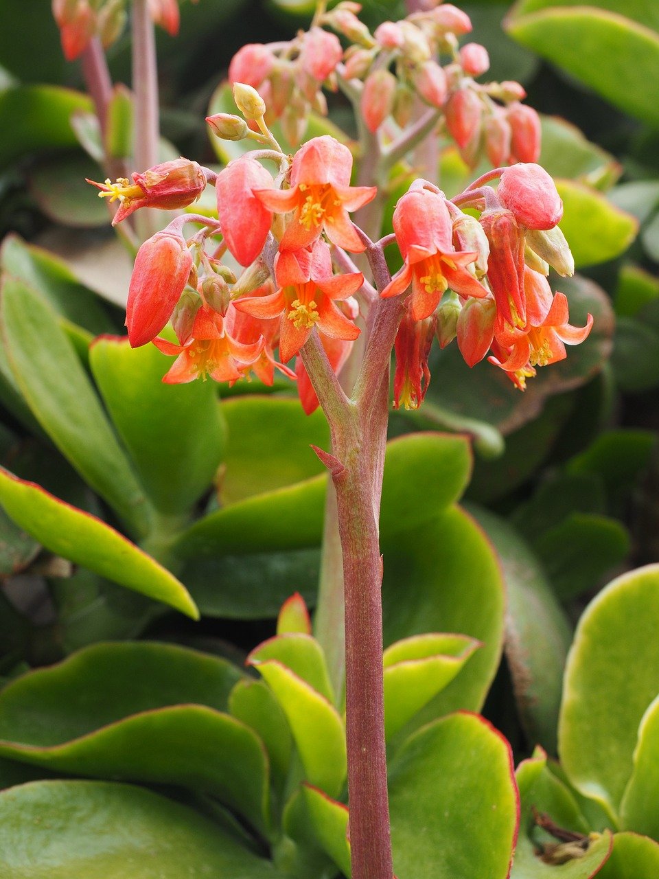 Cotyledon orange
